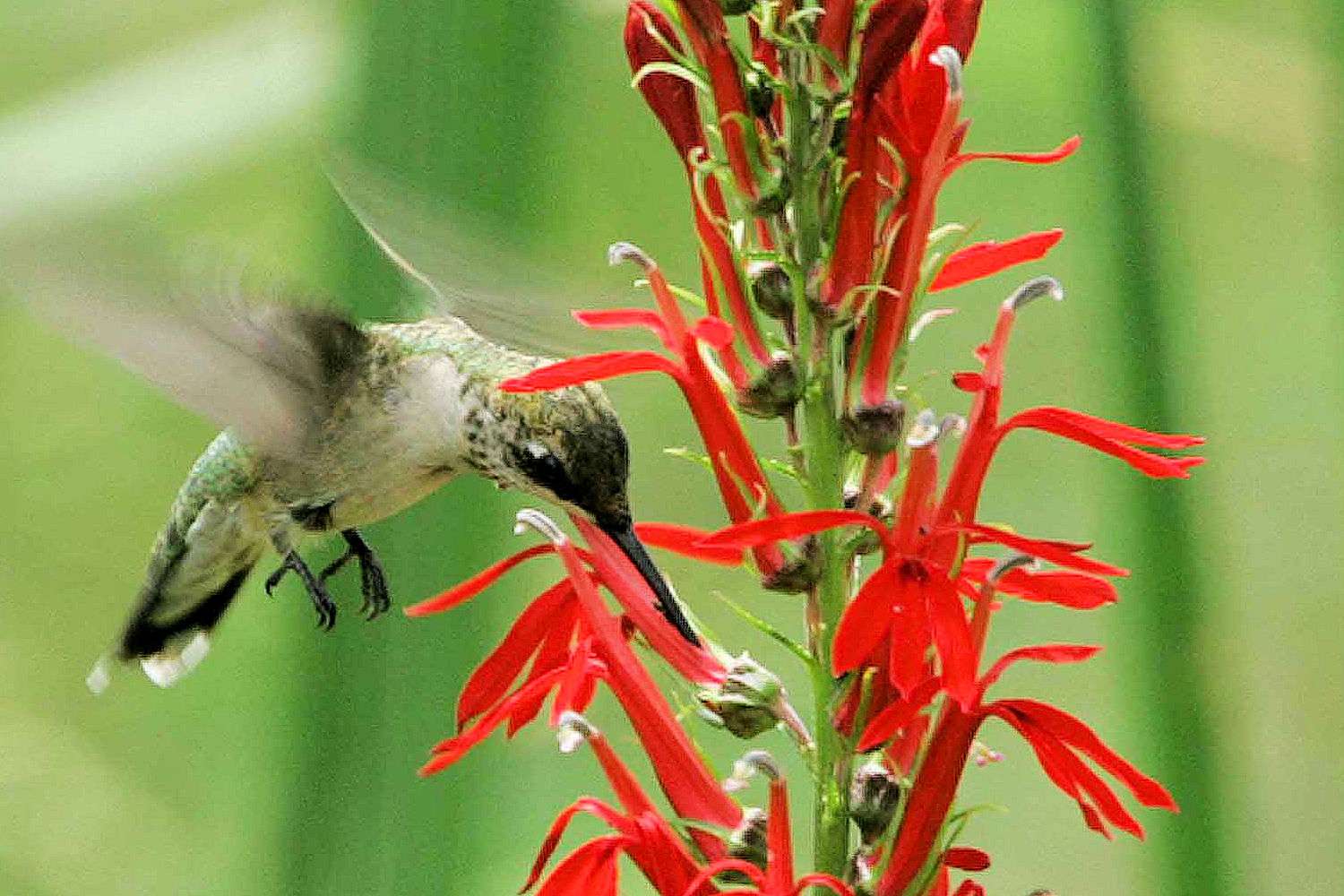 Hummingbird feeding on red cardinal flowers